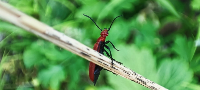 Pyrochroa serraticornis - közép-bíborbogár