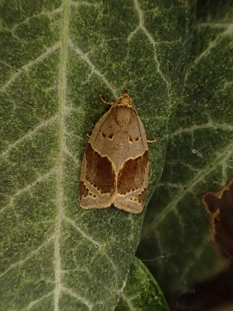 Clepsis dumicolana - borostyánmoly