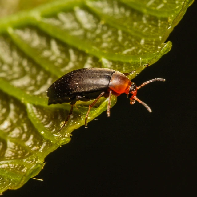 Anaspis