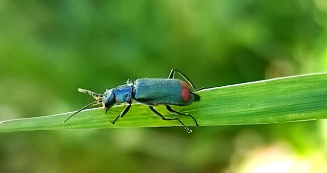 Malachius bipustulatus - kétfoltos bibircsesbogár