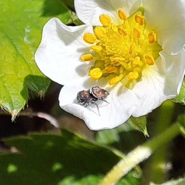 Heliophanus
