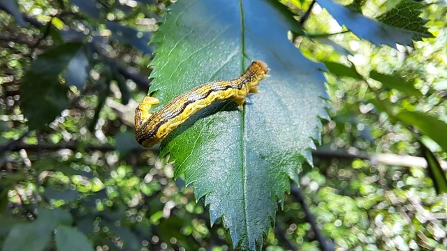 Erannis defoliaria - nagy téliaraszoló