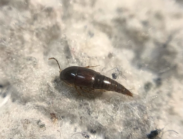 Sepedophilus testaceus - szurokszínű pihésholyva Sepedophilus testaceus - szurokszínű pihésholyva