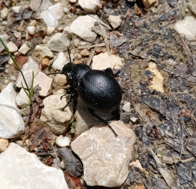 Gnaptor spinimanus - pohos gyászbogár