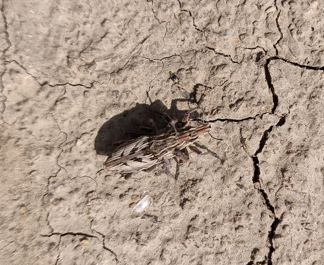 Coniocleonus nigrosuturatus - nyíljegyes barkó