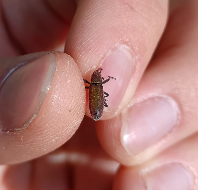 Lixus vilis - gémorr-dudvabarkó