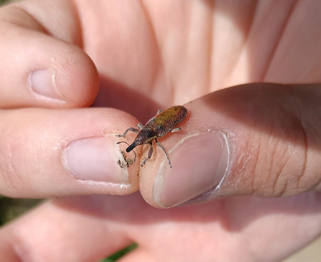 Lixus vilis - gémorr-dudvabarkó
