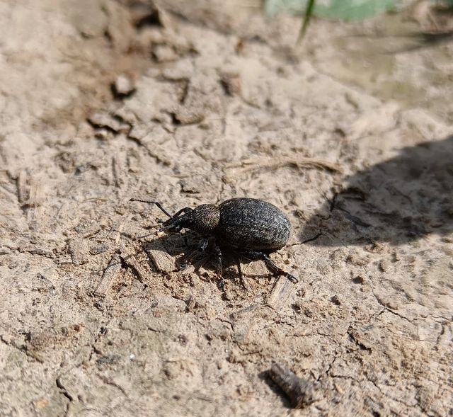 Otiorhynchus ligustici - vincellér-gyalogormányos
