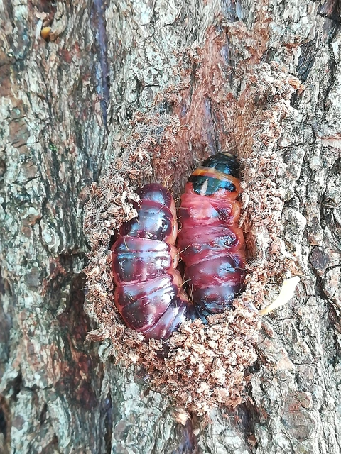 Cossus cossus - fűzfarontólepke