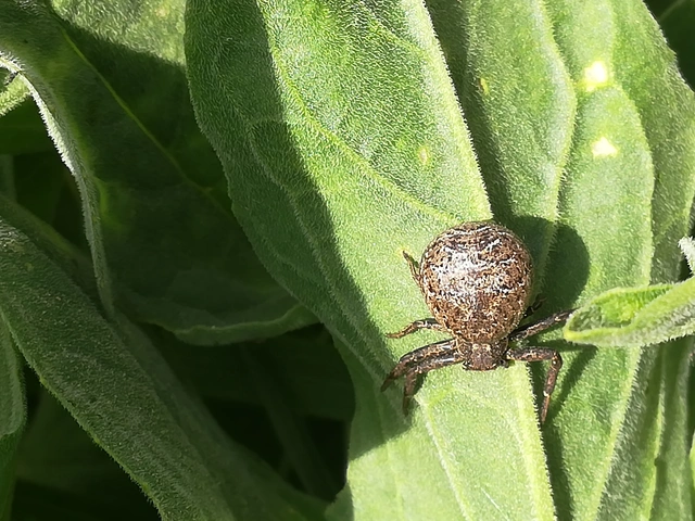 Xysticus