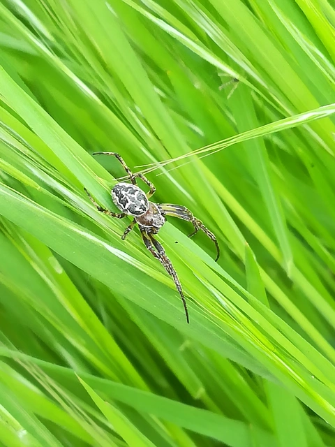 Larinioides cornutus - nádi keresztespók