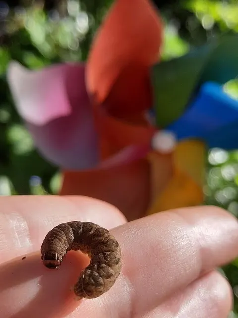 Conistra rubiginosa - szürke télibagoly