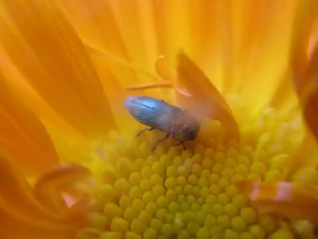 Anthaxia signaticollis - keleti virágdíszbogár