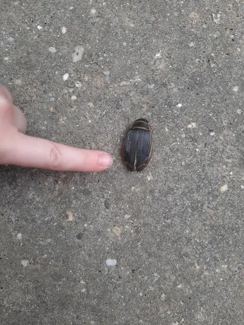Dytiscus marginalis - szegélyes csíkbogár