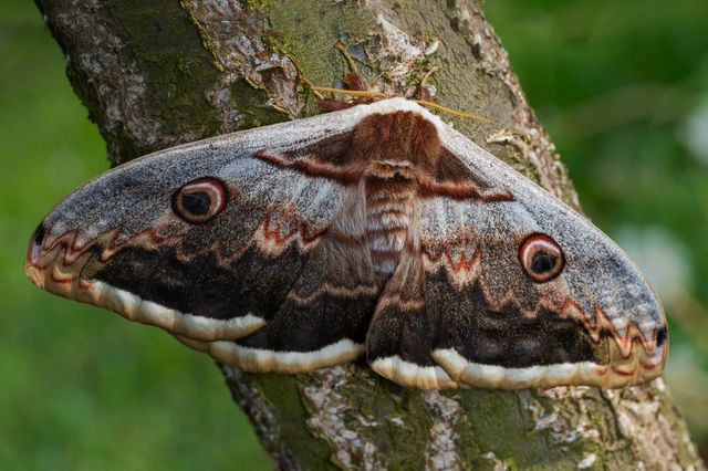 Saturnia pyri - nagy pávaszem
