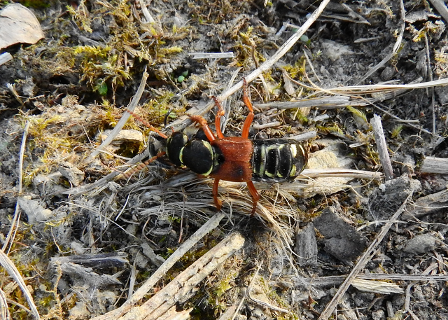Staphylinus caesareus - aranysujtásos holyva