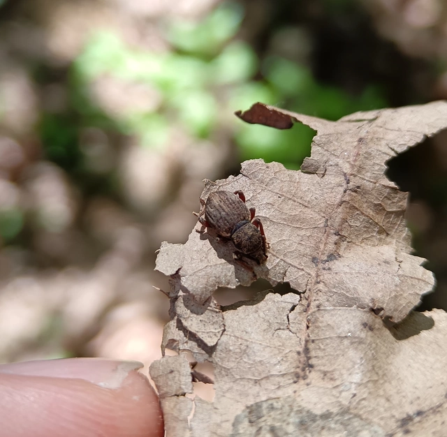 Otiorhynchus raucus - molyhos gyalogormányos