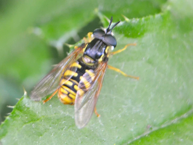 Chrysotoxum