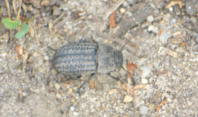 Opatrum sabulosum - sároshátú gyászbogár