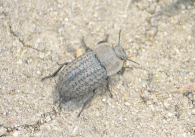 Opatrum sabulosum - sároshátú gyászbogár