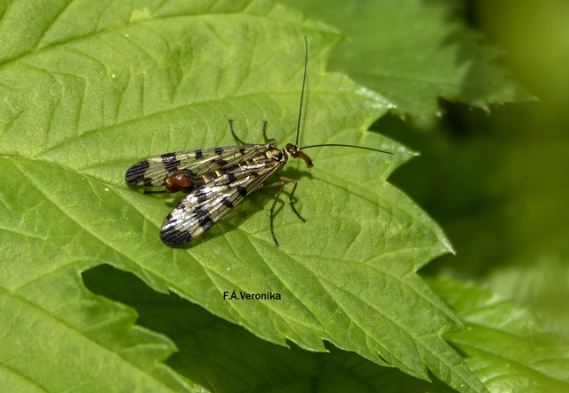 Panorpa communis/vulgaris