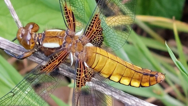 Libellula depressa - széles laposacsa