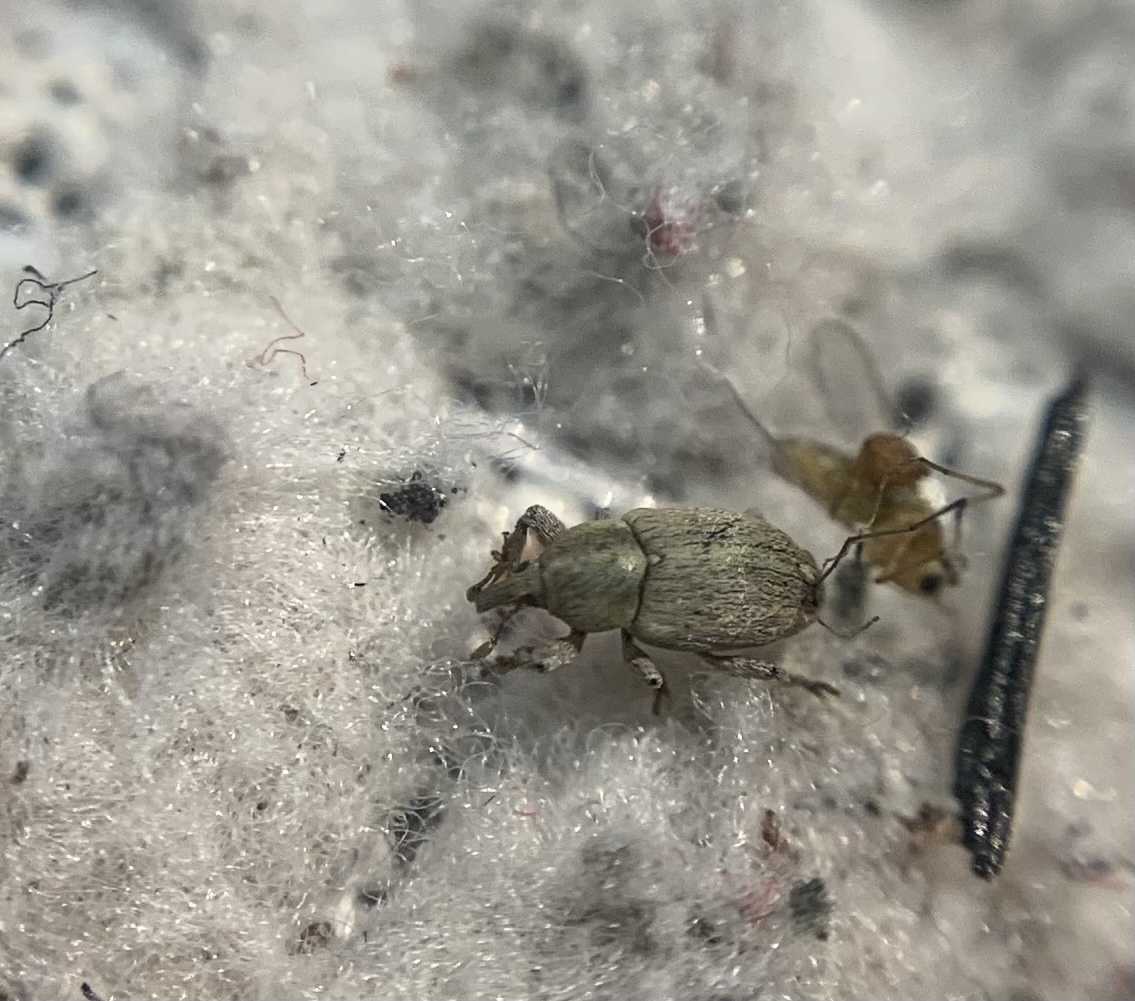 Tychius squamulatus - somkóró-tímárormányos