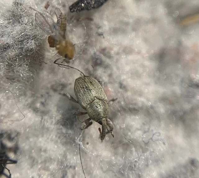 Tychius squamulatus - somkóró-tímárormányos