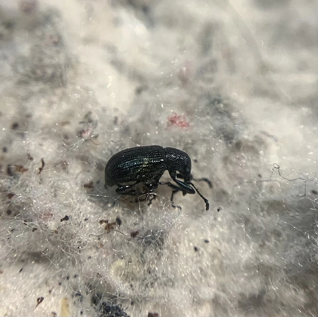 Temnocerus coeruleus - fogacskás törpeeszelény