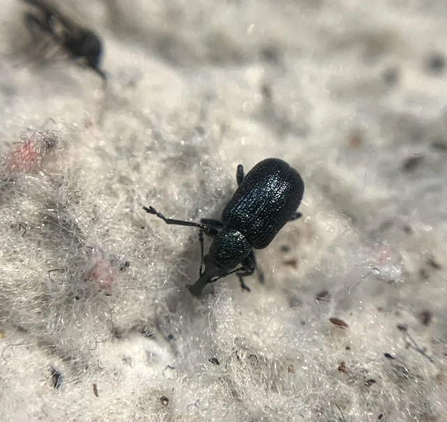 Temnocerus coeruleus - fogacskás törpeeszelény