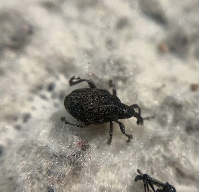 Thamiocolus viduatus - barnás fésűsormányos