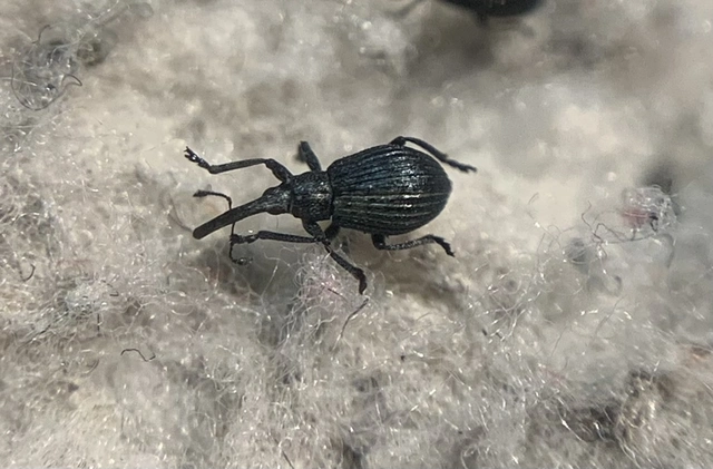 Mesotrichapion punctirostre - pontosorrú cickányormányos