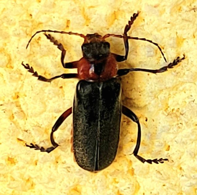 Cantharis rustica - suszterbogár