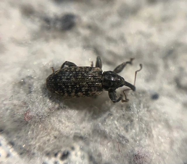 Dorytomus dejeani - közönséges hangormányos