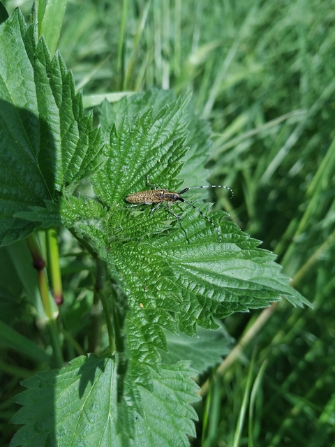 Agapanthia villosoviridescens - fehérgyűrűs bogáncscincér