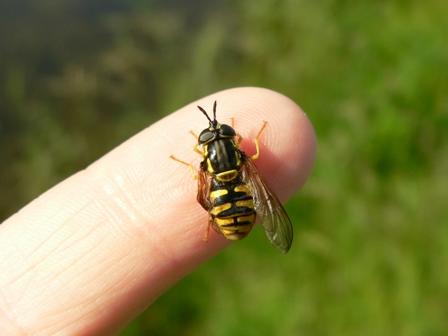 Chrysotoxum