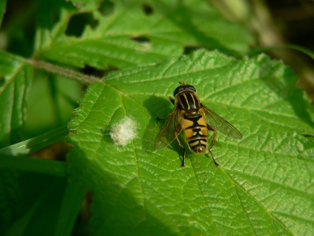 Helophilus pendulus - közönséges mocsárilégy