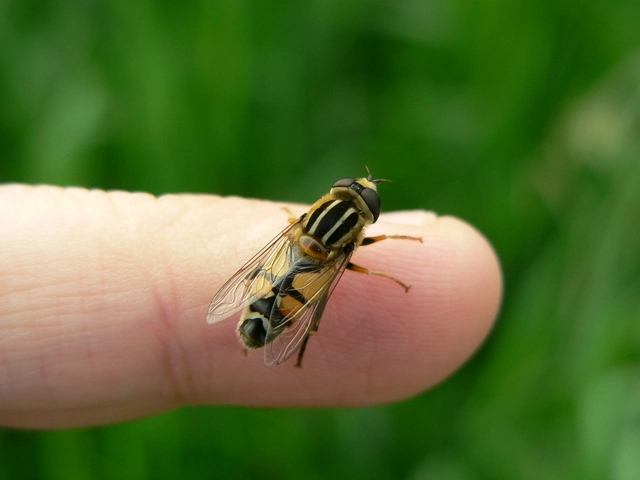 Helophilus trivittatus - nagy mocsárilégy