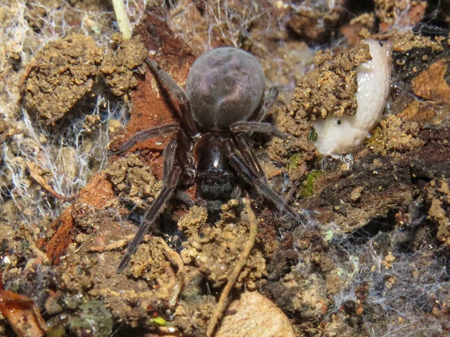 Amaurobius