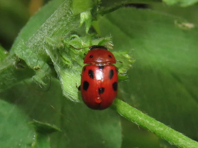 Gonioctena fornicata - közönséges lucernabogár