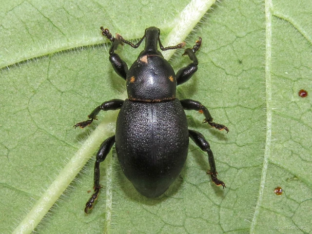 Liparus coronatus - kis turbolyaormányos