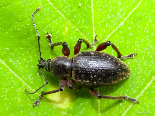 Otiorhynchus hungaricus - magyar gyalogormányos