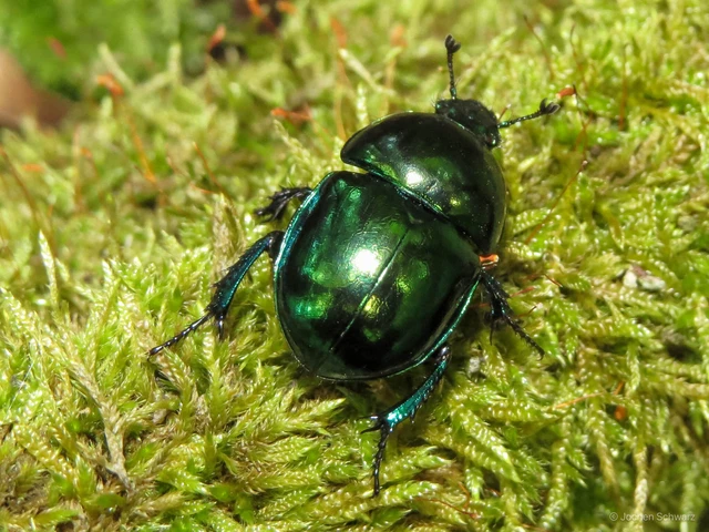 Trypocopris vernalis - tavaszi álganéjtúró