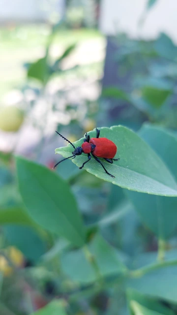Pyrochroa coccinea - nagy bíborbogár