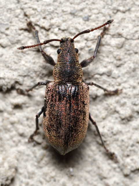 Phyllobius pyri - gyümölcsfa-levélormányos