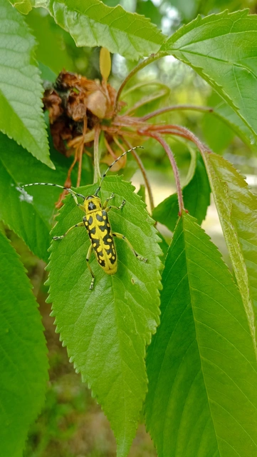 Saperda scalaris - létracincér