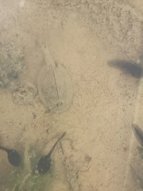 Crustacea - Rákok