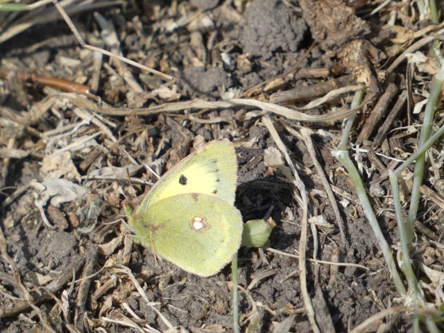 Colias erate - csángó-kéneslepke