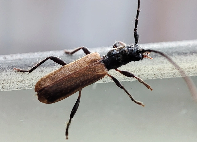Stenhomalus bicolor - kétszínű hengercincér