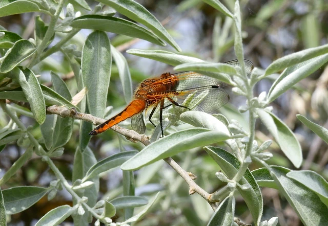 Libellula fulva - kisfoltos laposacsa